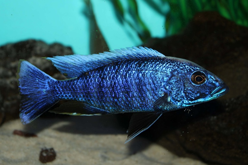 Sciaenochromis fryeri 'Jalo Reef'